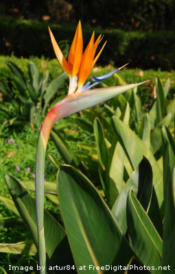 I Strelitzia fdp