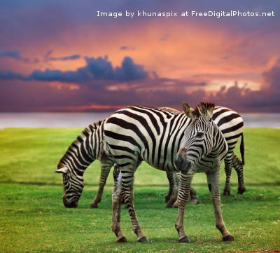 i Zebra Safari fdp (1)