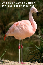 i_flamingo2
