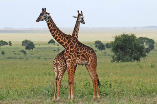 The giraffe (Giraffa camelopardalis) is an African even-toed ungulate mammal, the tallest living terrestrial animal and the largest ruminant.