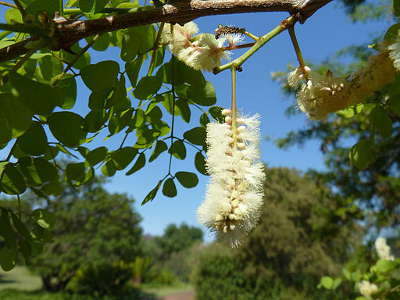 Tree Knob Thorn_Pretoria_NBT