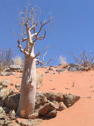 Tree Moringa Bottlea