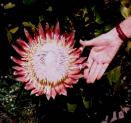 King-Protea_SMC-1