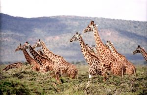 Location, South Africa location of giraffe-657773_640