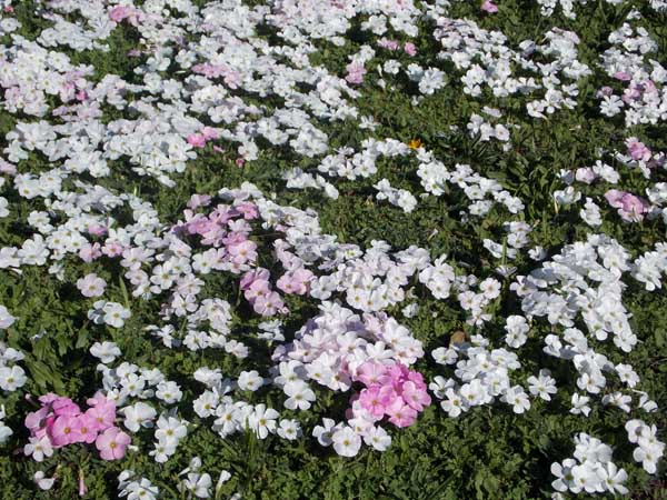 Share your world - spring flowers in winter