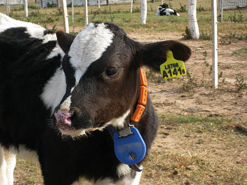 Earmark on cattle